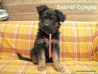 Dabriël-Djingha, ODH pup van 7 wk